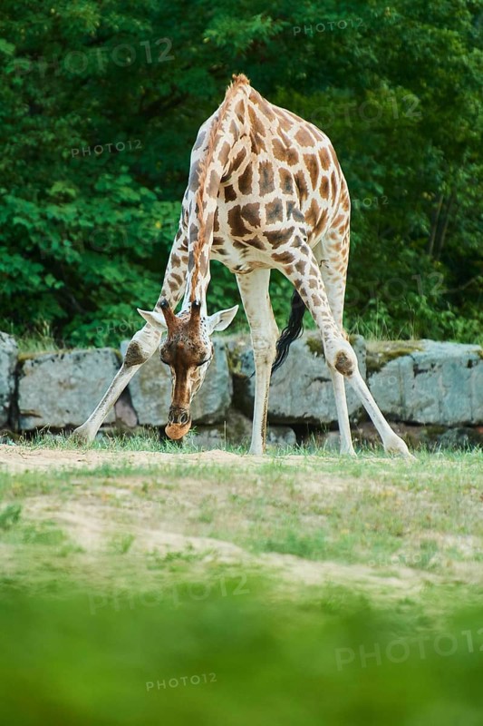 Reticulated giraffe
