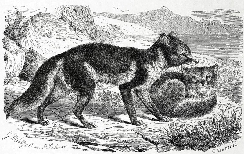 Arctic fox