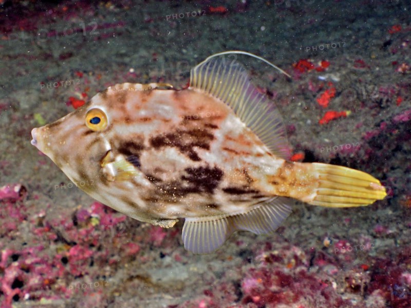 Brown filefish