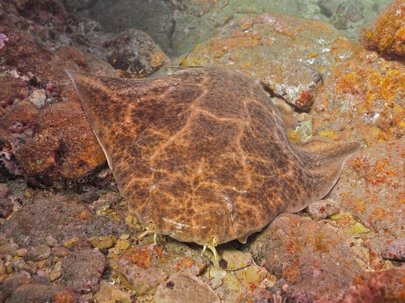 Dormant monkfish