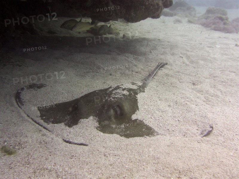 American stingray