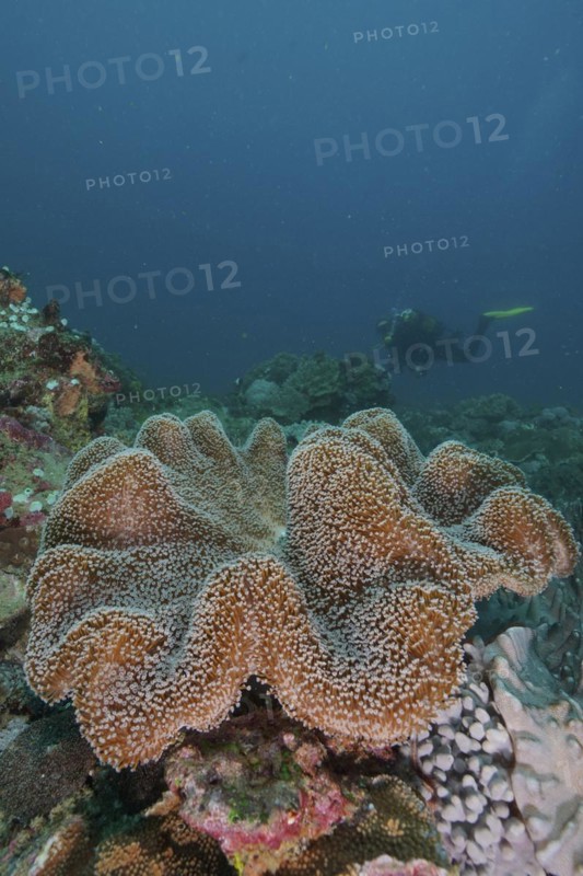 Mushroom leather coral