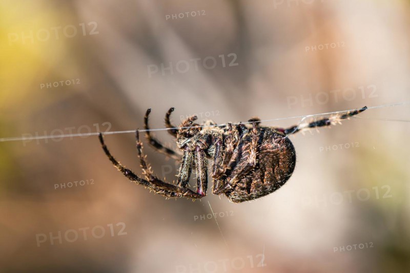 Gorse Orb-weaver
