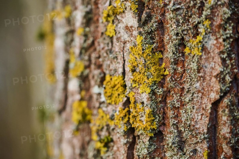 Common orange lichen