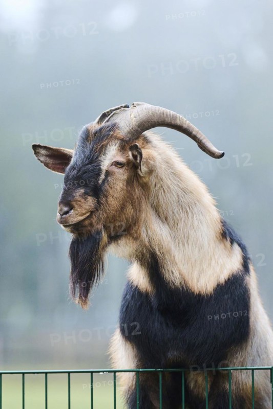 Domestic goat