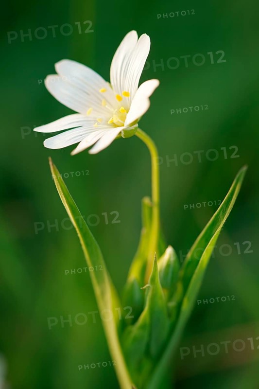 Chickweed