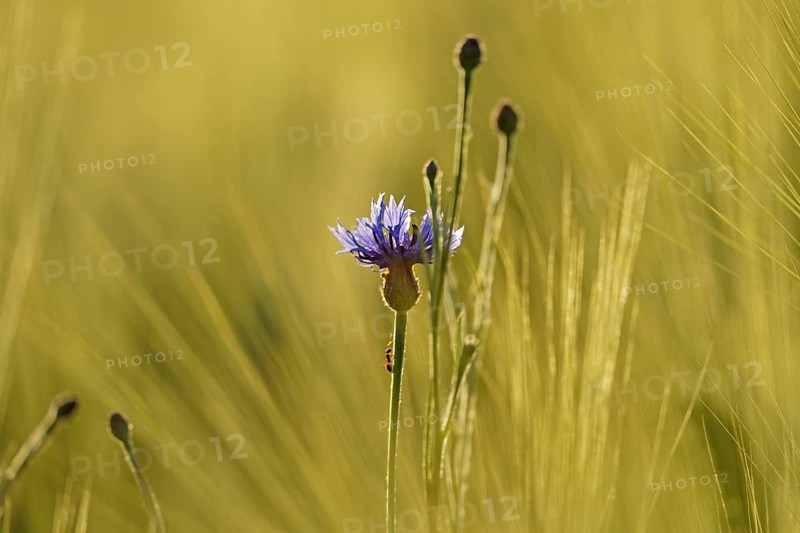 Cornflower