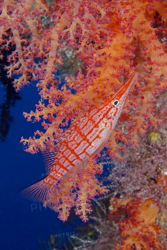 Longnose hawkfish
