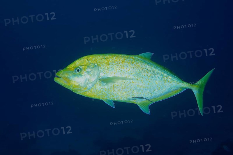 Orange-spotted trevally