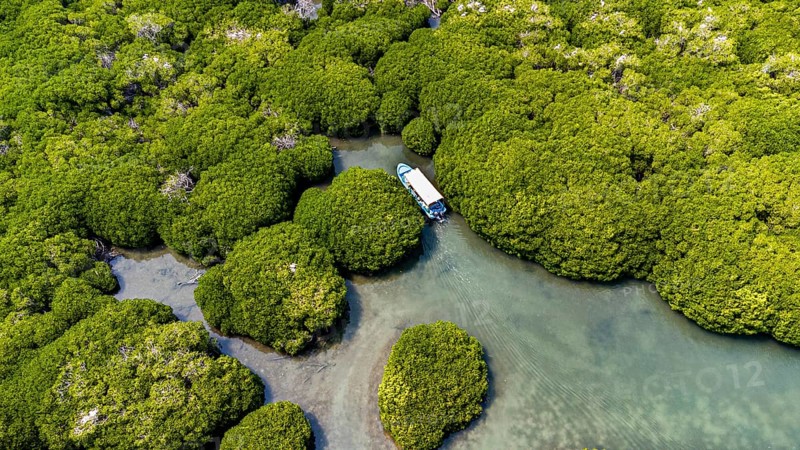 Aerial of the Mangrove forest