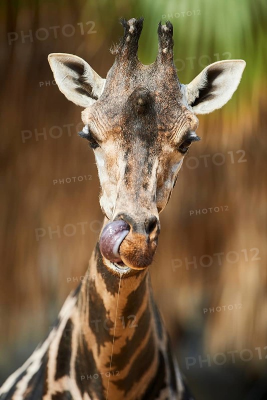 Reticulated giraffe
