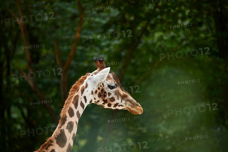 Reticulated giraffe