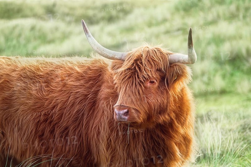 Portrait of a free-ranging Scottish Highland Cattle in the North Holland Dune Reserve