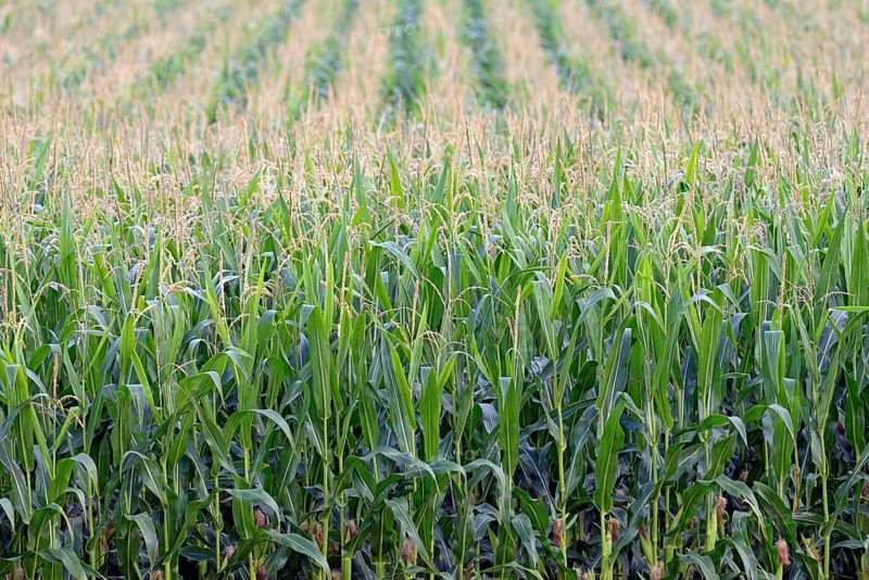 Corn