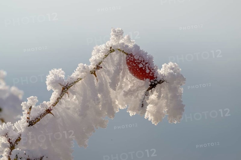 Shrub rose