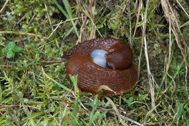 Red slug