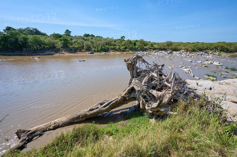 River landscape with uprooted tree