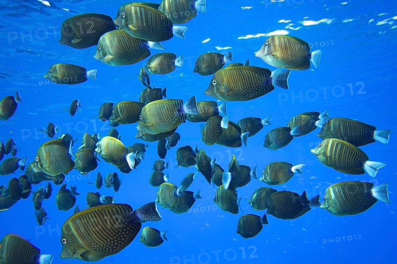 Shoal of Indian desjardin's sailfin tang