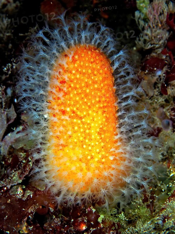 Dead man's fingers