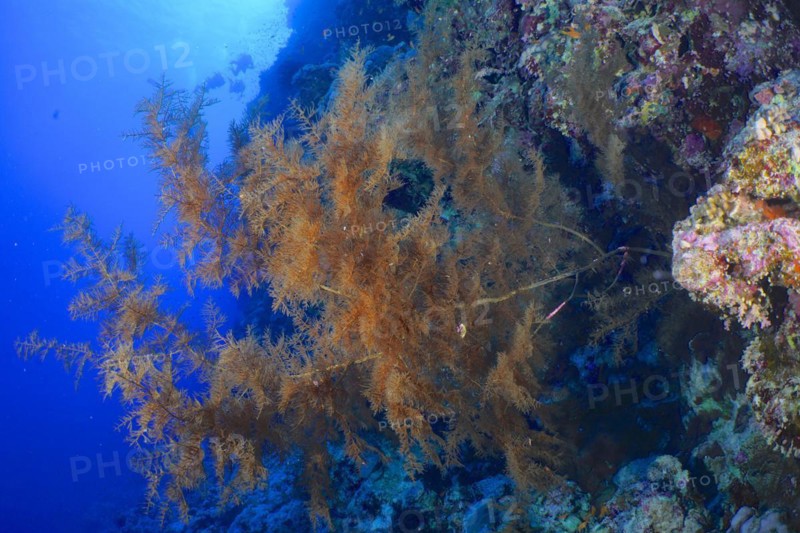 Black bushy black coral