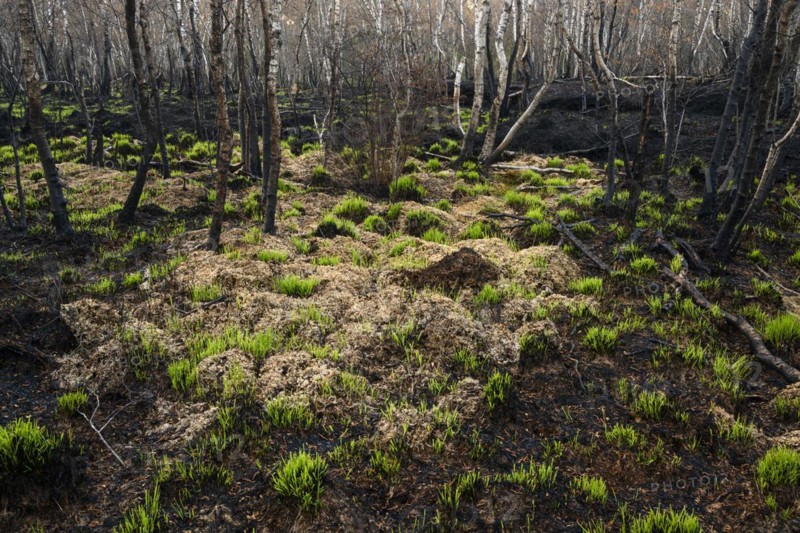 Moor fire