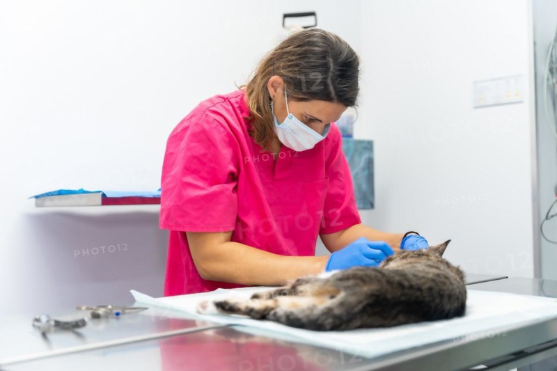Veterinary clinic with a cat