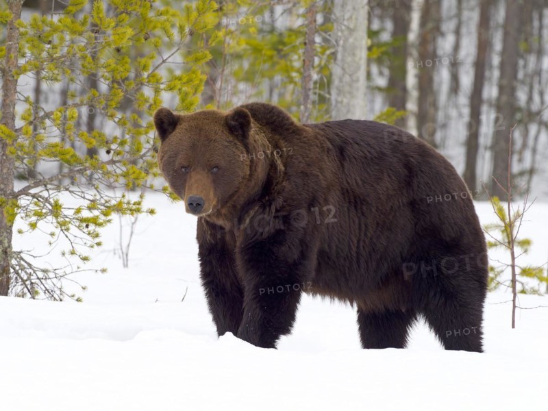 European brown bear