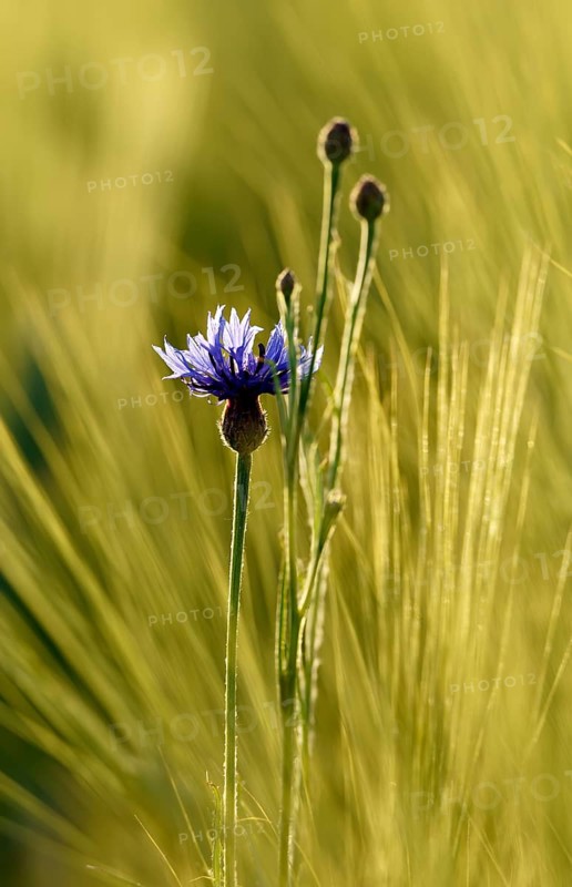 Cornflower