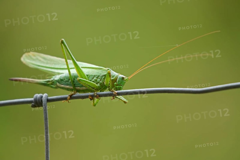 Great green bush cricket