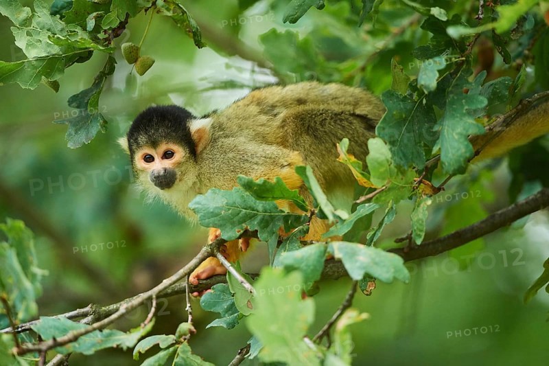 Common squirrel monkey