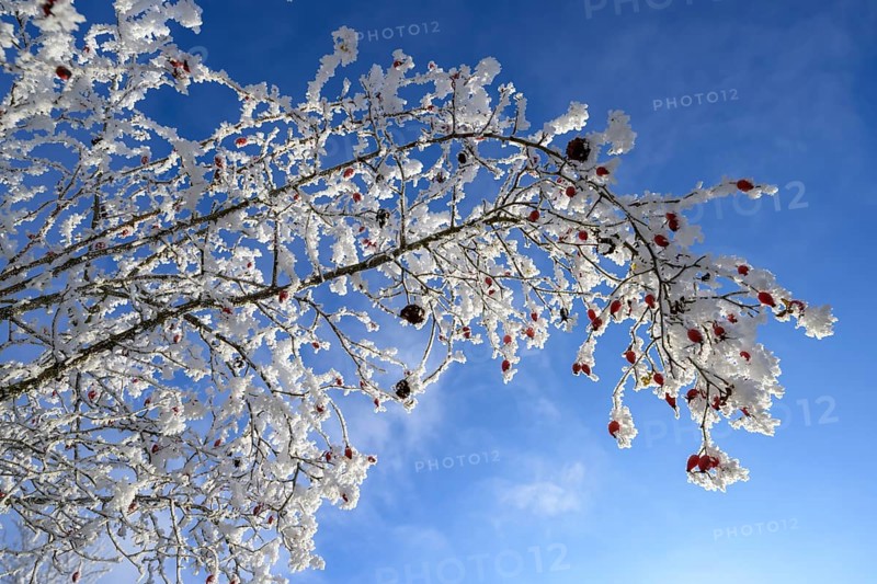 Rosehips