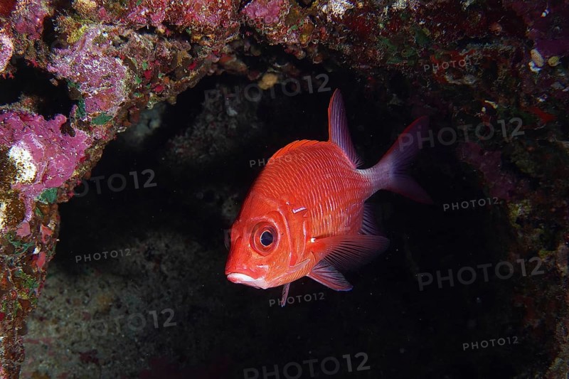 Portrait of silverspot squirrelfish
