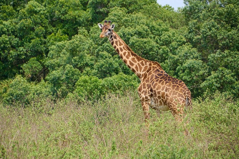 Masai giraffe