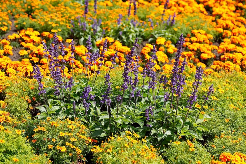 Common lavender