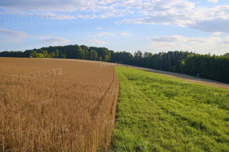 Flax field