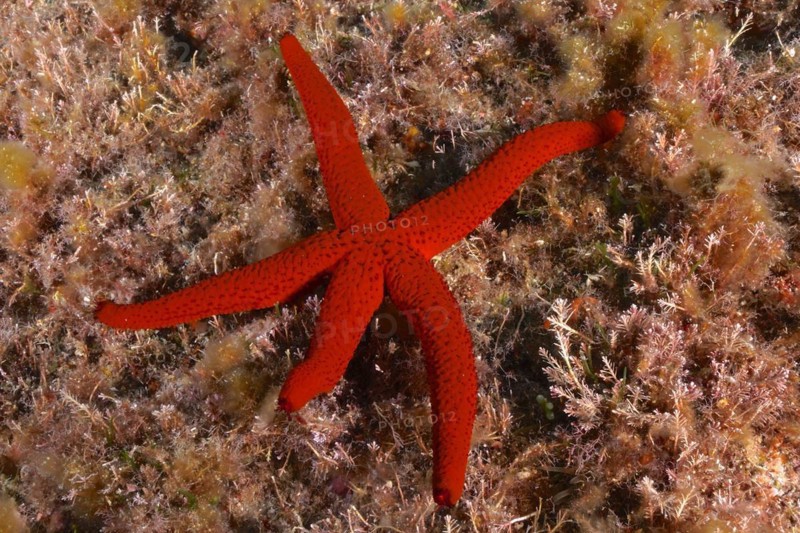 Orange starfish
