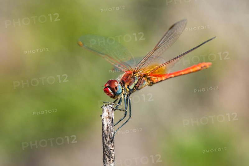 Red Veined Darter