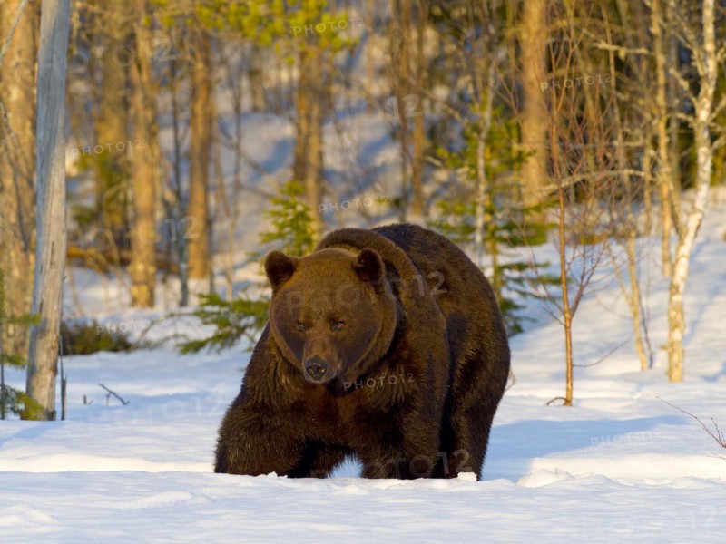 European brown bear