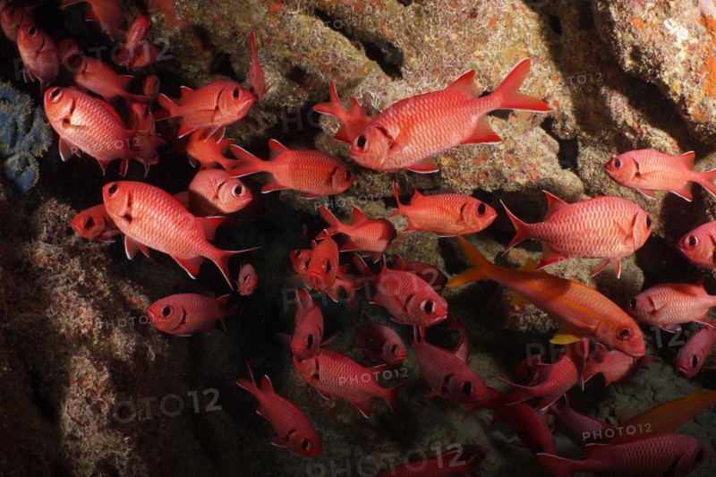 Group of white fringed soldierfish