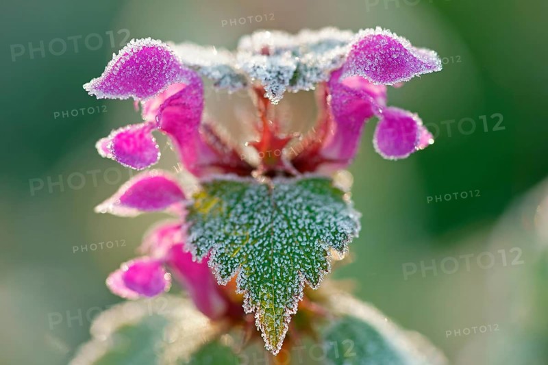 Flowering red deadnettle