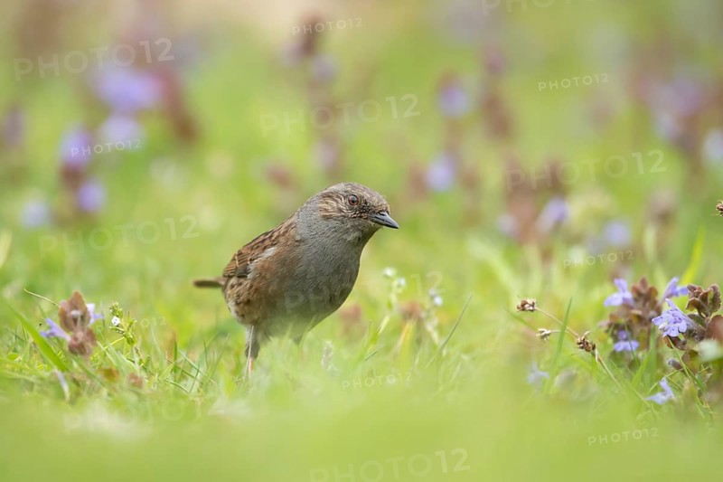 Dunnock or Hedge sparrow