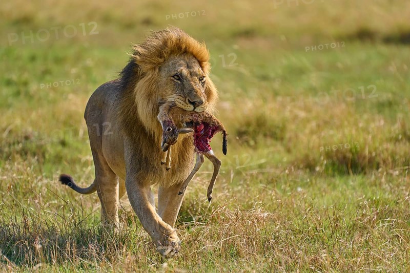 African lion