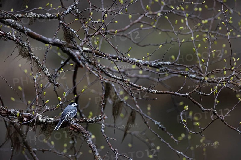 White wagtail