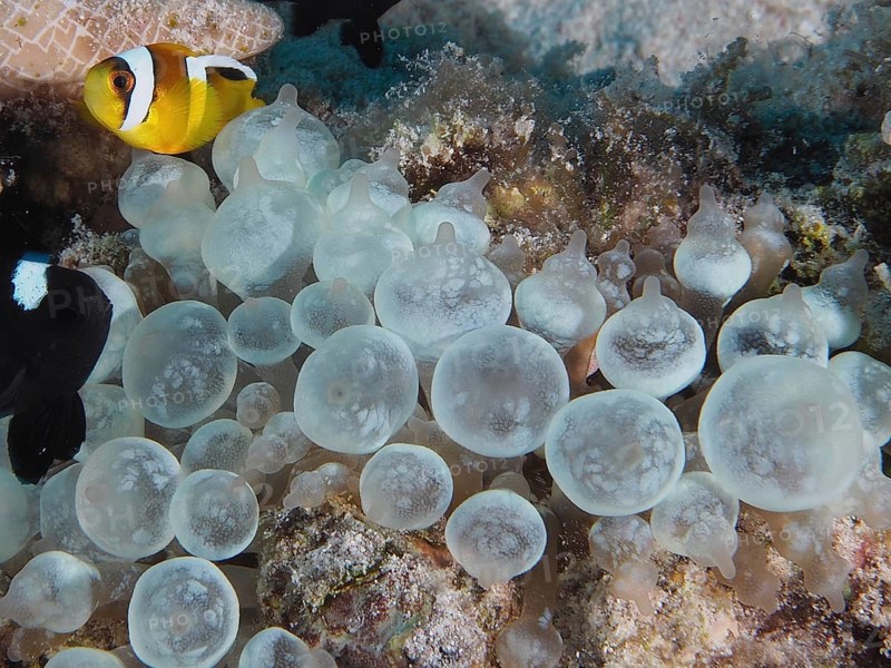 Bubble-tip anemone