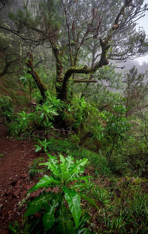 Ichter forest with giant sow thistle