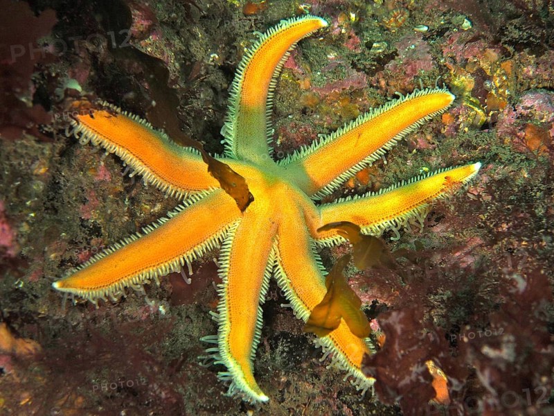 Seven-armed starfish