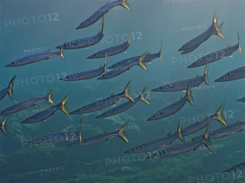 Group of barracuda