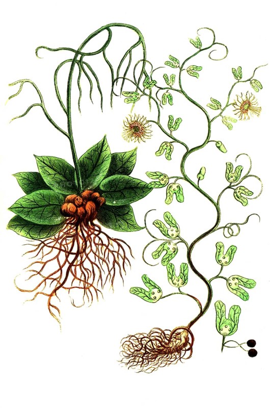 Botany