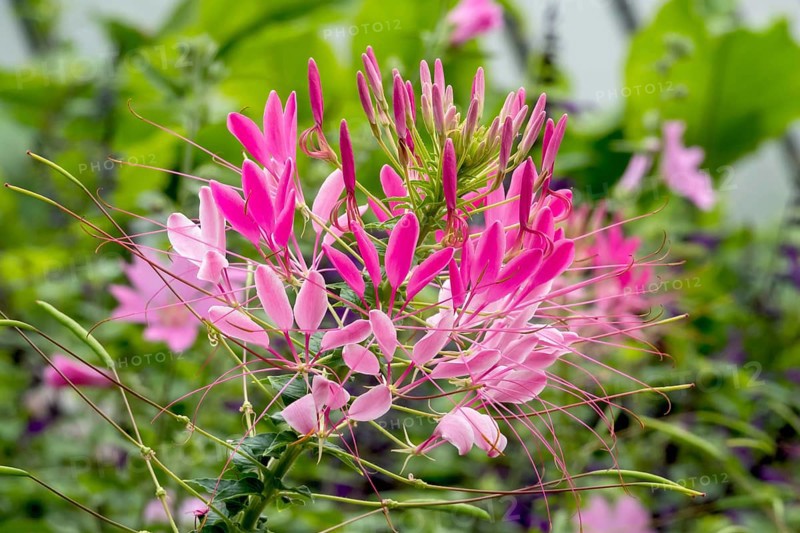 Spider flower or spiny spiderflower
