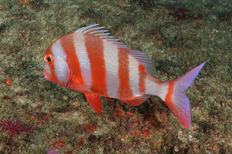 English bream